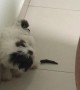 Dog Has an Interesting Way of Pooping