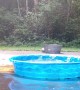 Adorable Baby Bear Has a Fun Time in our Pool