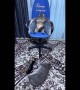 Cat Sits Like a Boss in Gaming Chair