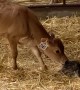 Kitten Wanders Into Calf Pen