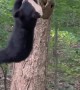 Bear Hangs Out in a Tree