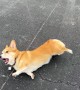 Bulleit the Corgi Plays Dead Like a Master