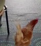 Chicken Comes into my Bungalow to Lay Her Egg