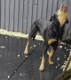 Rottweiler Catches the Rain