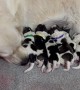 Co-Parenting Mama Dogs Help Raise 12 Pyrenean Pups