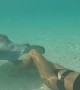 Swimming With Blacktip Sharks and Stingrays