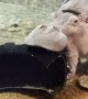 Kid Gives Awkward Hippo Commentary at Aquarium