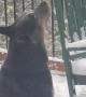 Happy Dog Snaps at Snow