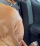 Boxer Sits for Car Ride