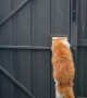 Cat Cleverly Escapes Enclosure