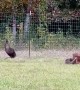 Emus Collide
