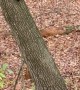 Raccoon Is Too Round for His Tree