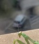 Mantis Scares Humans