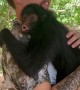 Monkey Suprises Man With Hug