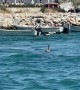 Sea Lion Enjoys a Boat Ride
