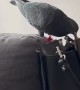 The Pigeon Purse Thief