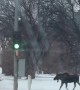 Polite Moose Use Crosswalk
