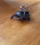 Frog wearing a cowboy hat rides on turtle\'s shell