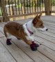 Corgi Pup Tries on Her New Shoes