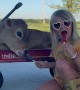Girl Shares Popsicle With Pet Calf
