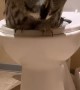 Owl Uses the Toilet