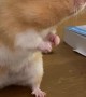 Hamster Drops Green Bean Mid Eating