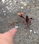 Crayfish Bruh Moment