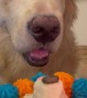 Pluto the Golden Retriever Celebrates 1st Birthday
