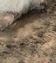 Fluffy White Dog Plays in Mud
