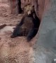 Bear Waves Back