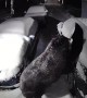 Bear Breaks into Car Covered in Snow