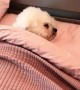 Dog Sleeps in Bed Like a Human