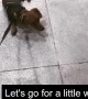 Little Dog Doesn't Want to go for a Walk