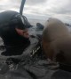 Sea Lion Smooches While Snorkeling