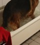 German Shepherd Plays in Bathtub