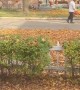 Woman Confronts Man Blowing Leaves into Her Yard
