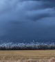 Snow Goose Migration at Dusk