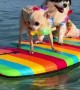 Chihuahua Surfers