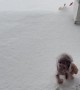 Poodle Walks on Front Paws in the Snow