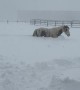 Horses Trudge Through Deep Snow