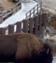 Bison Blocks Path in Yellowstone Park
