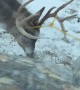 Deer Rescue Goes Sideways