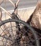 Elk Gets Antlers Stuck in Tree Swing