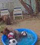 Bears Play in Backyard Kiddie Pool
