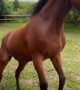 Excited horse dances in excitement for treats