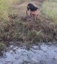 Dog Helps Little Pup Face Fear Crossing Stream