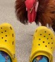 Rooster Fights Yellow Crocs