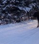 Moose Blocks Anchorage Traffic
