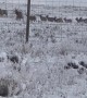 Large Elk Migration Near Airport in Jackson Hole, Wyoming