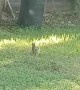 Squirrel Chases Hawk Away